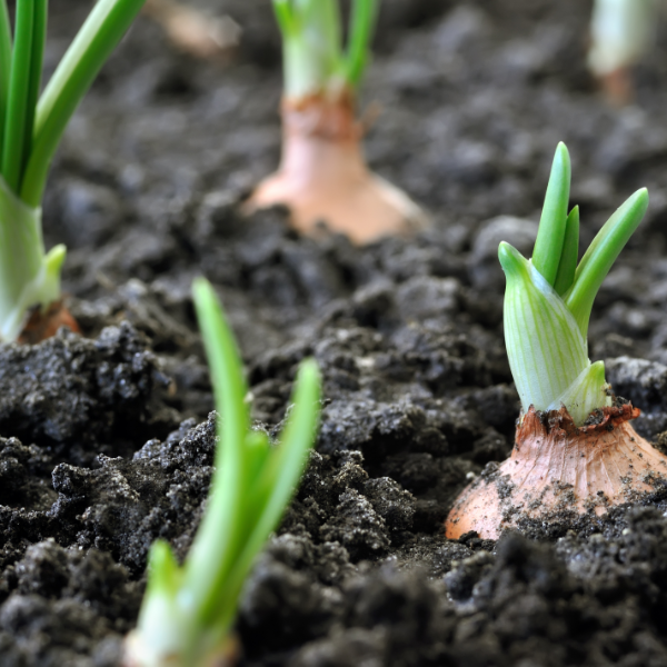 Spin Organics Organic Farming