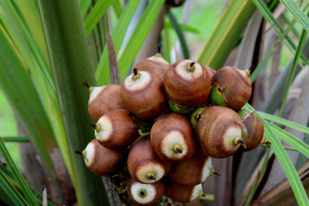 Organic Babassu Oil