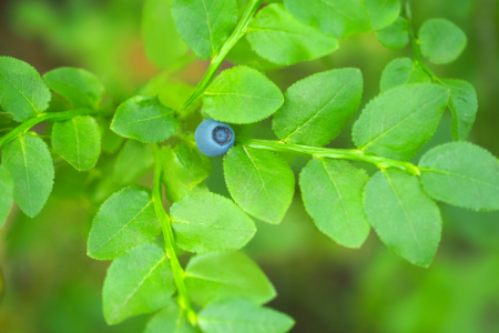 Organic Bilberry Leaves