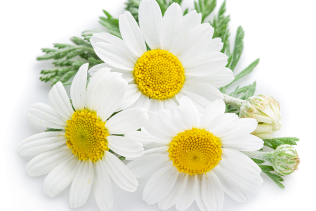 Organic Chamomile Flowers